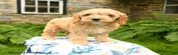 Cockapoo dogs for sale: Daisy - Ad 4