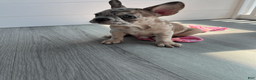 French Bulldog dogs for sale: DIAMOND - Ad 3