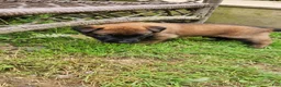 Belgian Malinois dogs for sale: Ranger (Green) - Ad 5