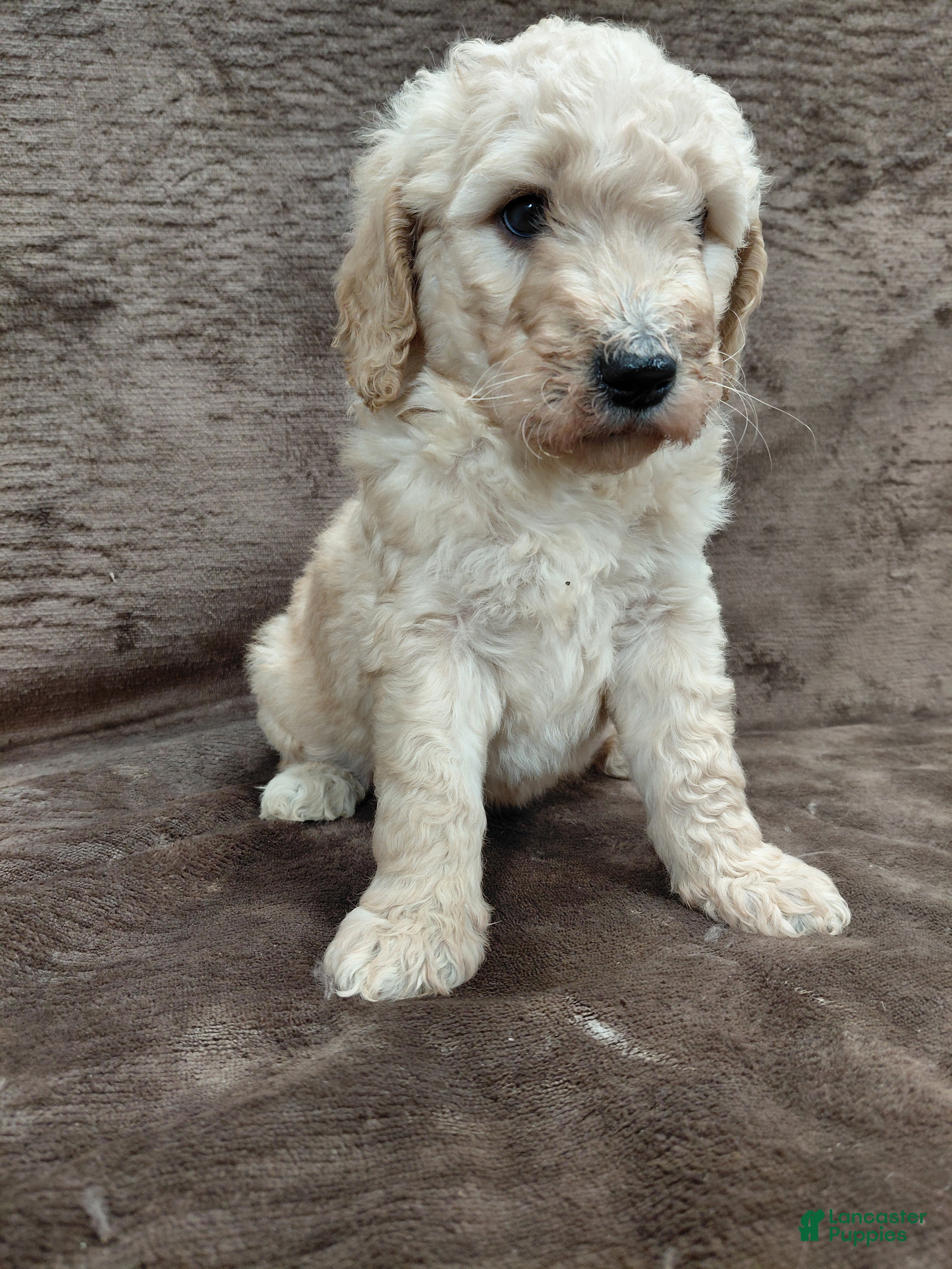 Goldendoodle dogs Fiona Standard  - Ad 5