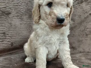 Goldendoodle dogs Fiona Standard - Ad 5