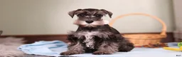 Miniature Schnauzer dogs for sale: Trace - Ad 3