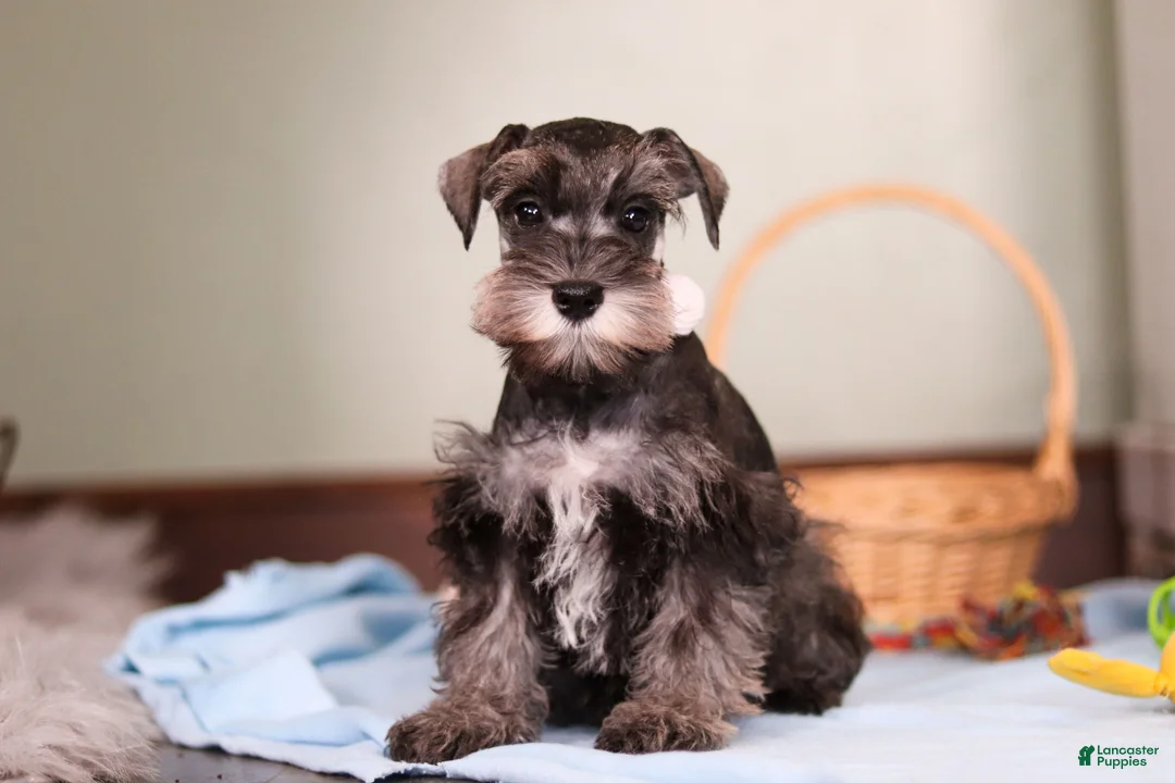 Miniature Schnauzer dogs for sale: Trace - Ad 3
