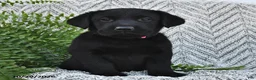 Labrador Retriever dogs for sale: Twinkles  - Ad 4