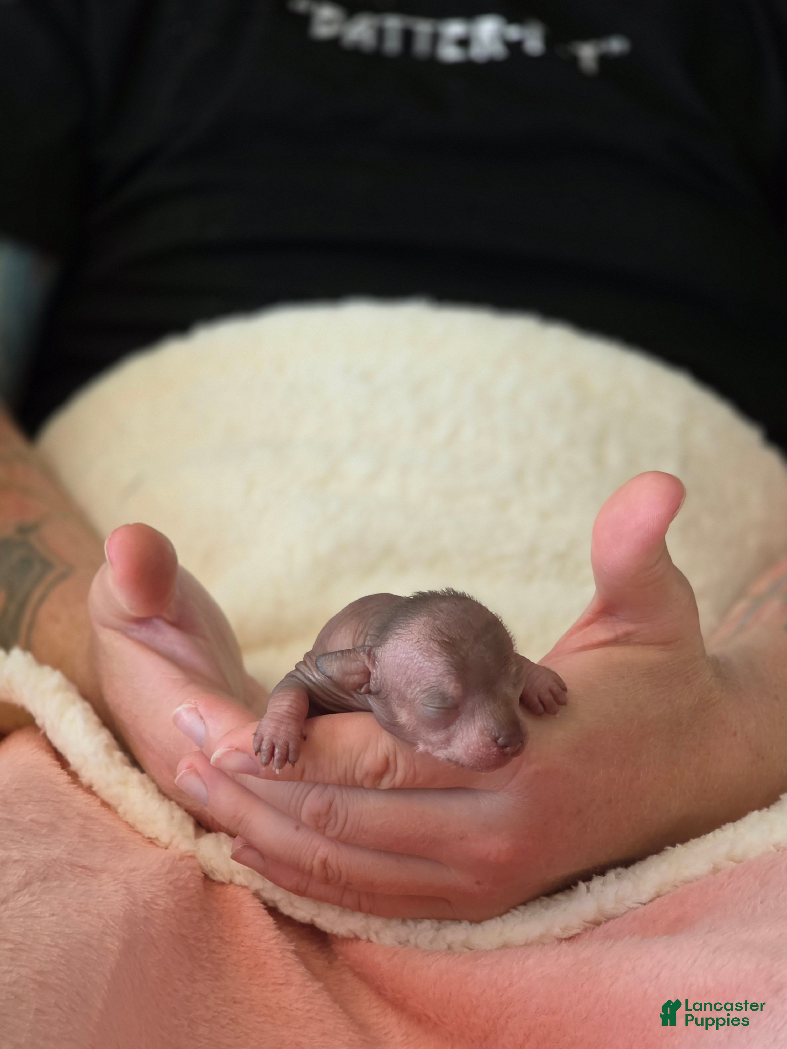 Mixed Breed dogs Ryoko  - Ad 1