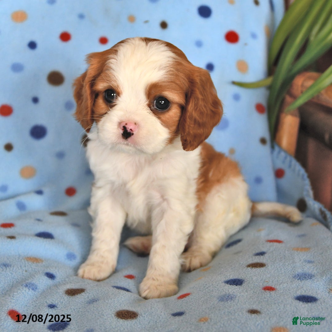 Cavalier King Charles Spaniel dogs for sale: Rusty - Ad 4