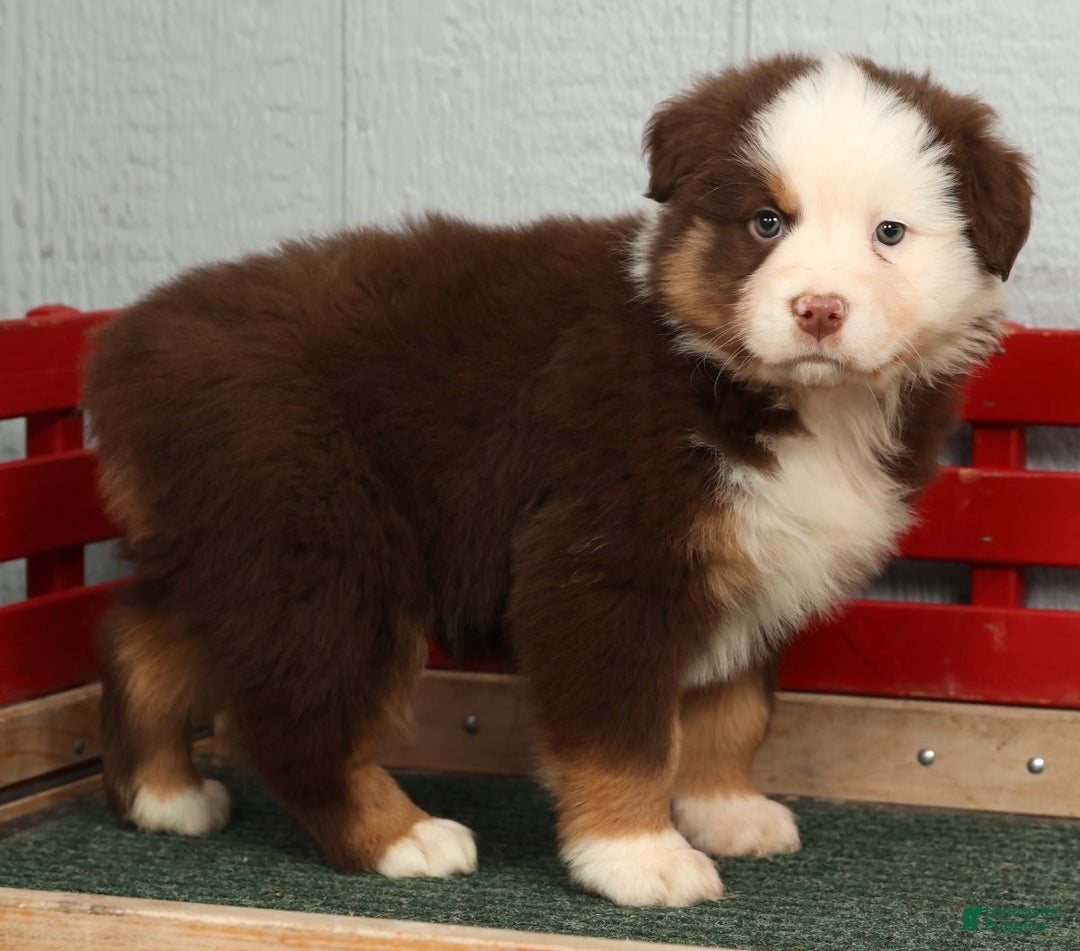 Australian Shepherd dogs for sale: Esta - Ad 7