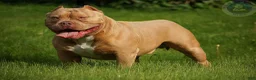 American Bully dogs for sale: Solid female - Ad 12
