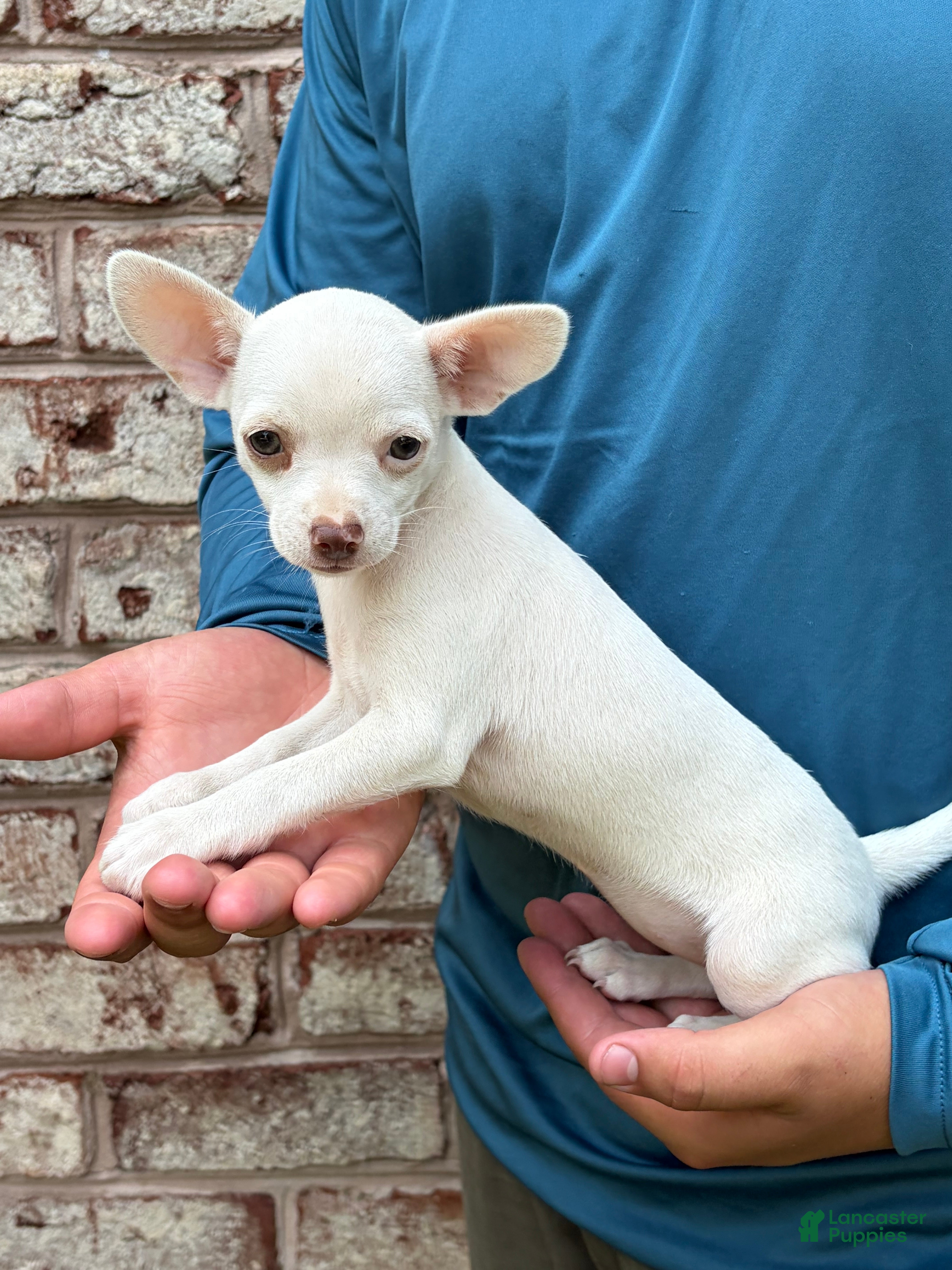 Chihuahua dogs Paislee - Ad 1