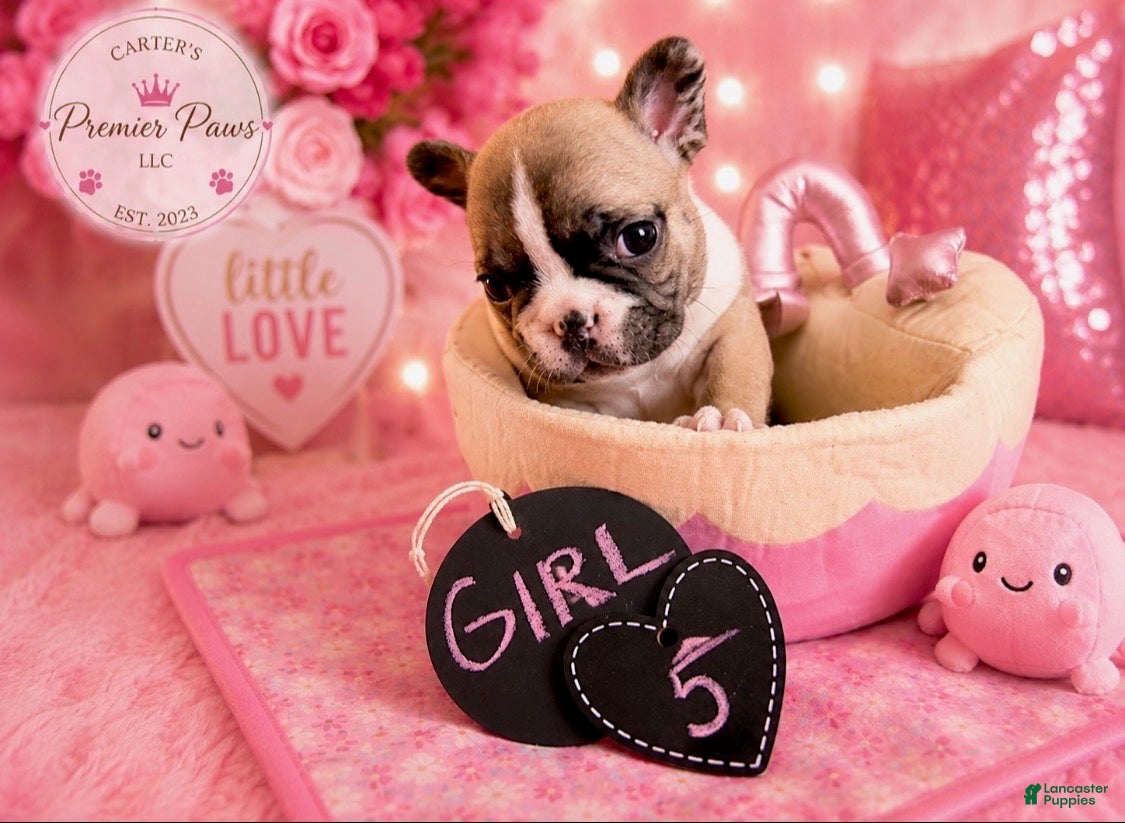 French Bulldog dogs French Bulldog 5 daisy,fay  - Ad 1
