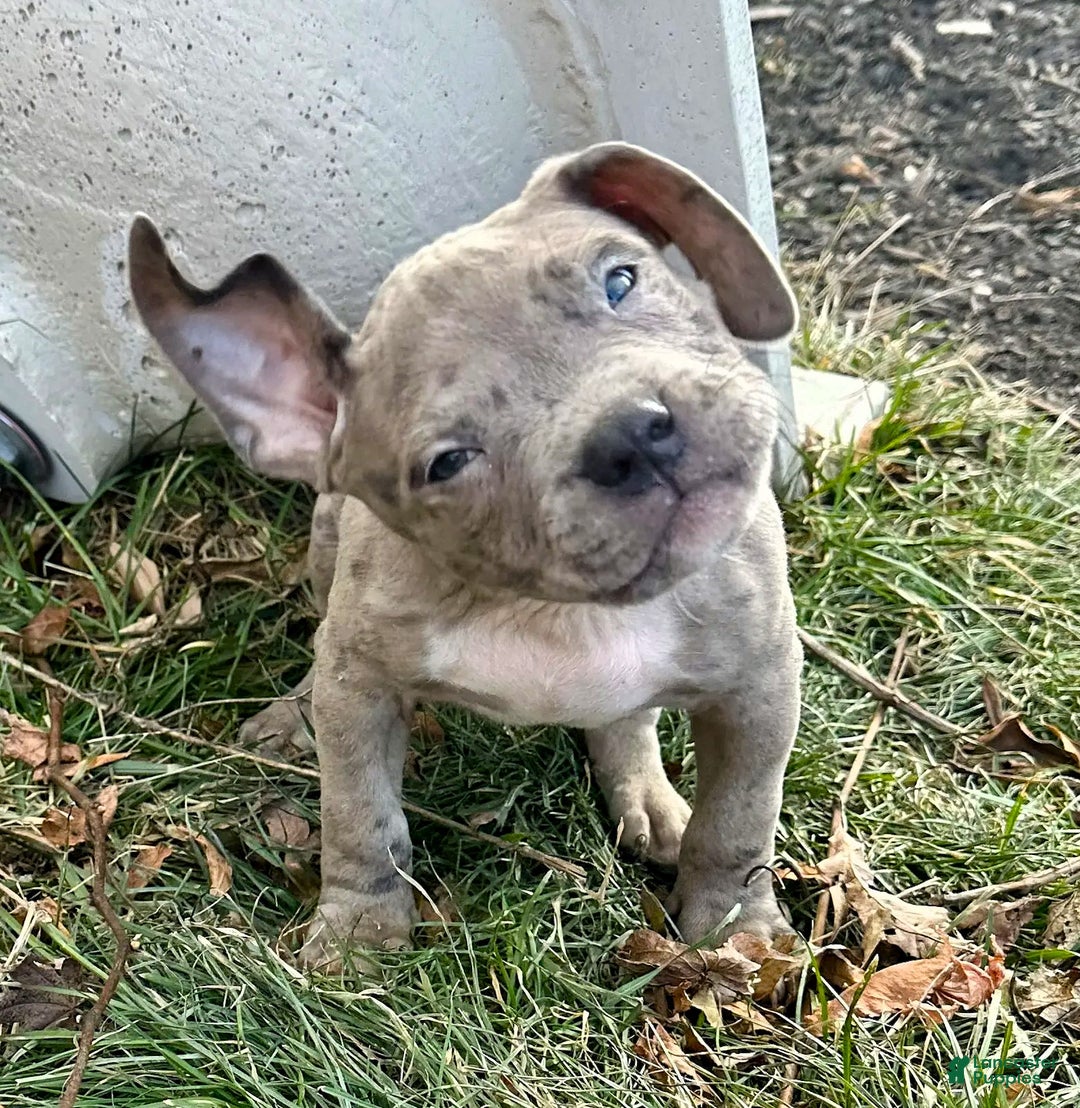 American Bully dogs for sale: "SNOOP DOGG" ~ BLUE MERLE - Ad 4