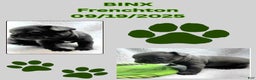 Frenchton dogs for sale: Binx - Ad 1