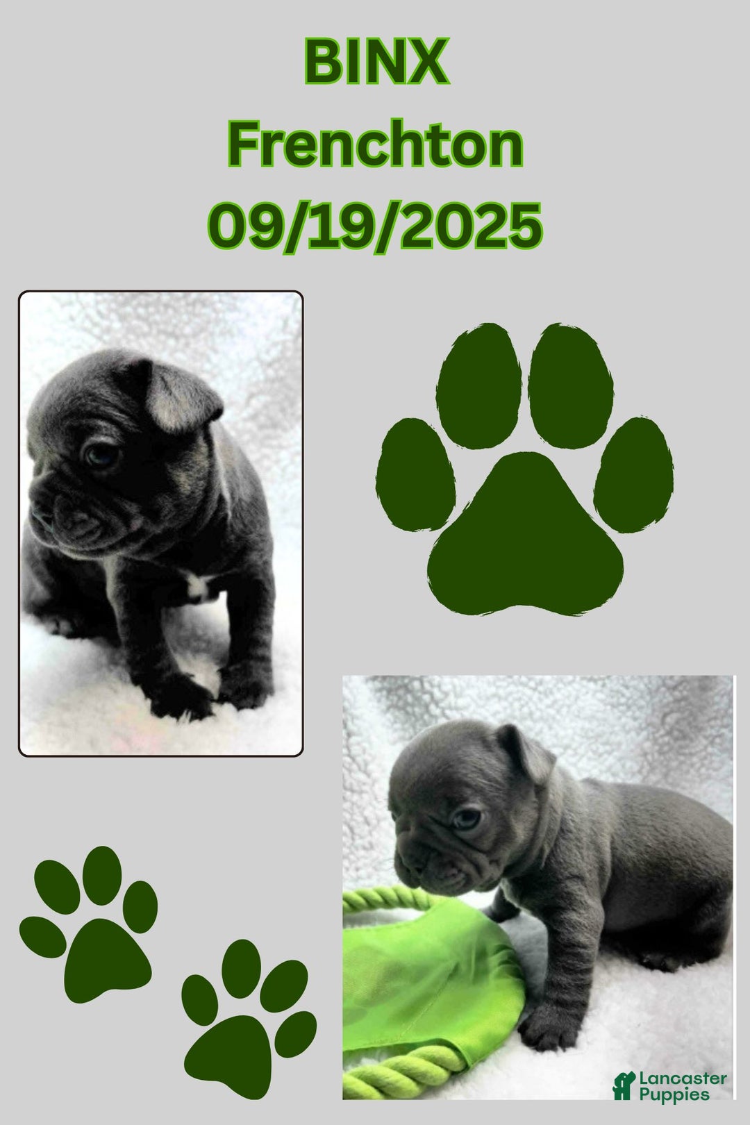 Frenchton dogs for sale: Binx - Ad 1