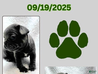 Frenchton dogs Binx - Ad 10