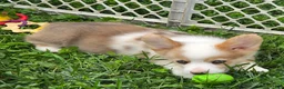 Welsh Corgi Pembroke dogs for sale: Beautiful Bentley  - Ad 7