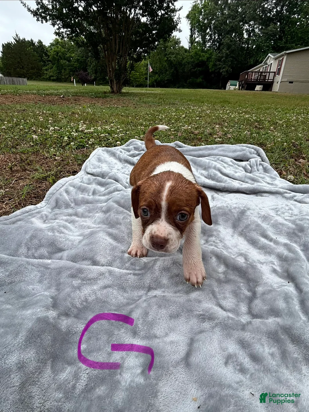 Mixed Breed dogs for sale: Delta - Ad 1
