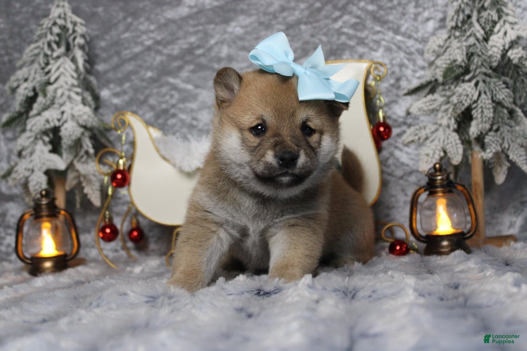 Shiba Inu dogs for sale: Coniac - Ad 9