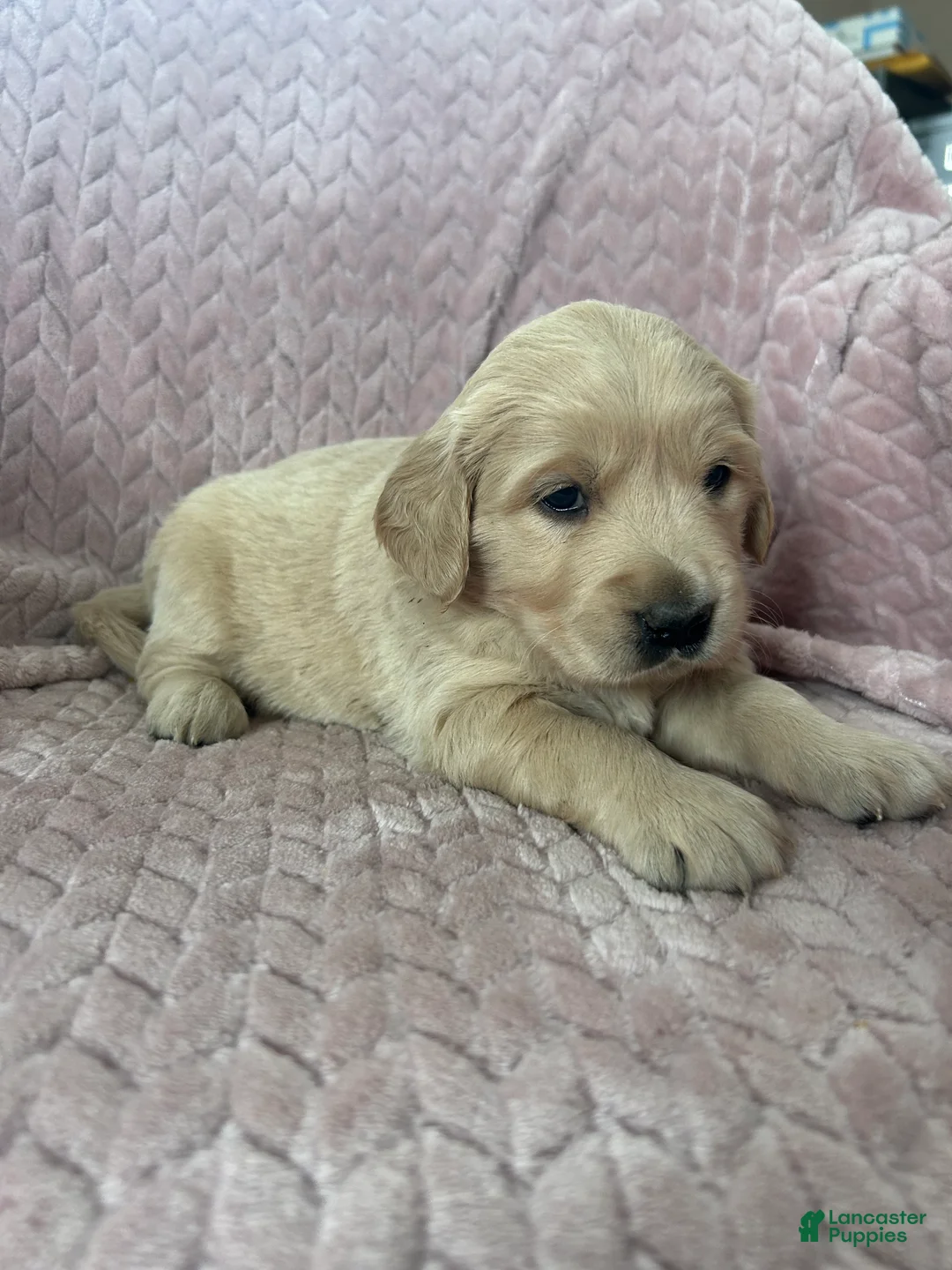 Golden Retriever dogs for sale: Poptart - Ad 4