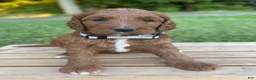 Irish Doodle dogs for sale: Juniper - Ad 31