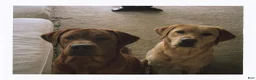 Labrador Retriever dogs for sale: Cooper - Ad 6