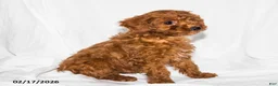 Toy Poodle dogs for sale: Sheila - Ad 4