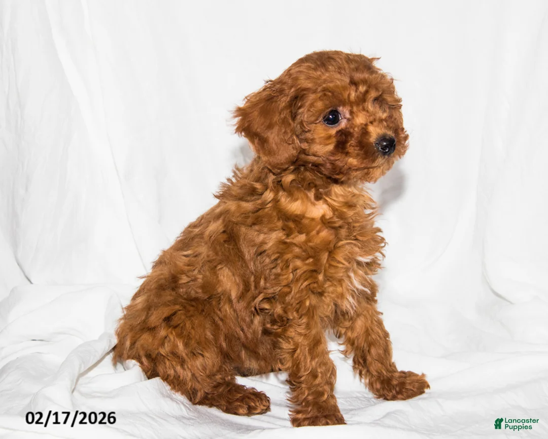 Toy Poodle dogs for sale: Sheila - Ad 4