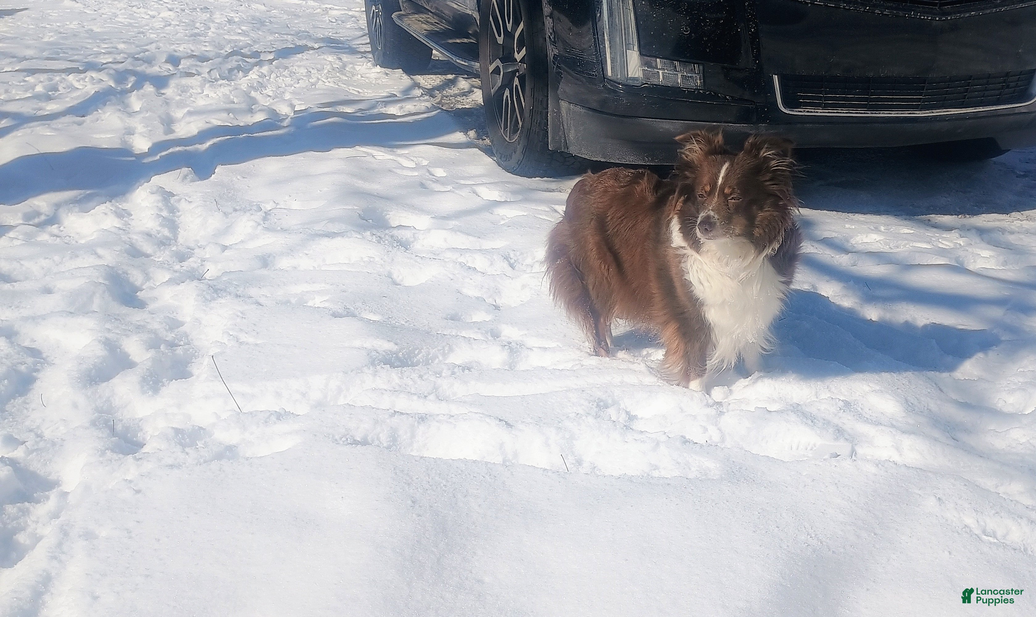 Toy Australian Shepherd dogs Toy Australian Shepherd Puppy 2 - Ad 2