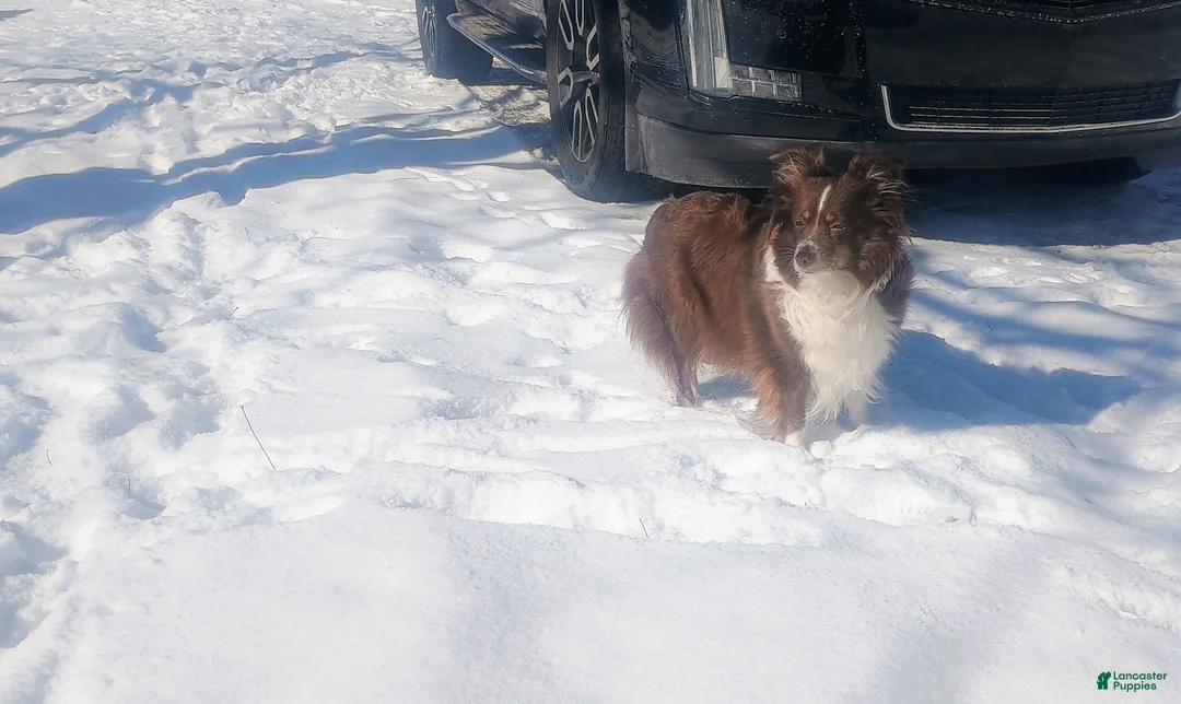 Toy Australian Shepherd dogs for sale: Toy Australian Shepherd Puppy 4 - Ad 7