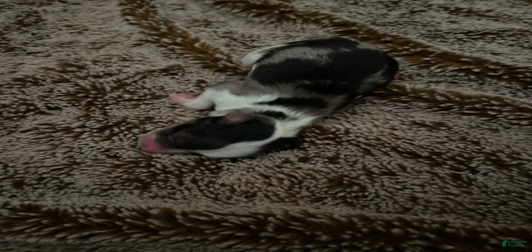 Gallery Image {{count}}