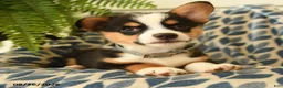 Welsh Corgi Pembroke dogs for sale: Archie - Ad 4