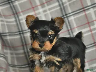Yorkshire Terrier dogs Ulysses - Ad 23