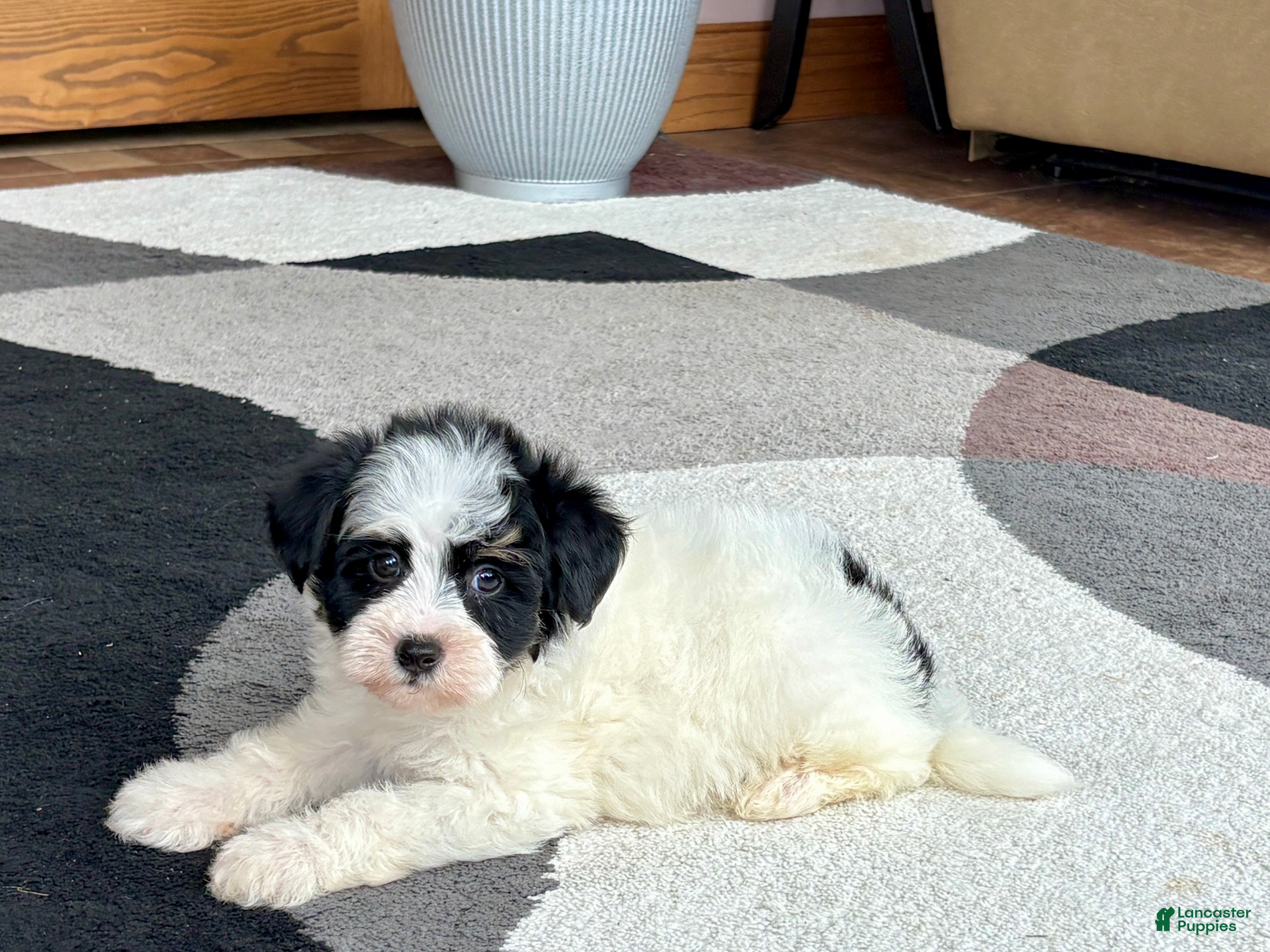 Havapoo dogs Havapoo boy 2 - Ad 1