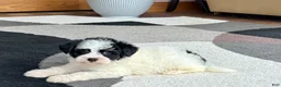 Havapoo dogs for sale: Havapoo boy 2 - Ad 1
