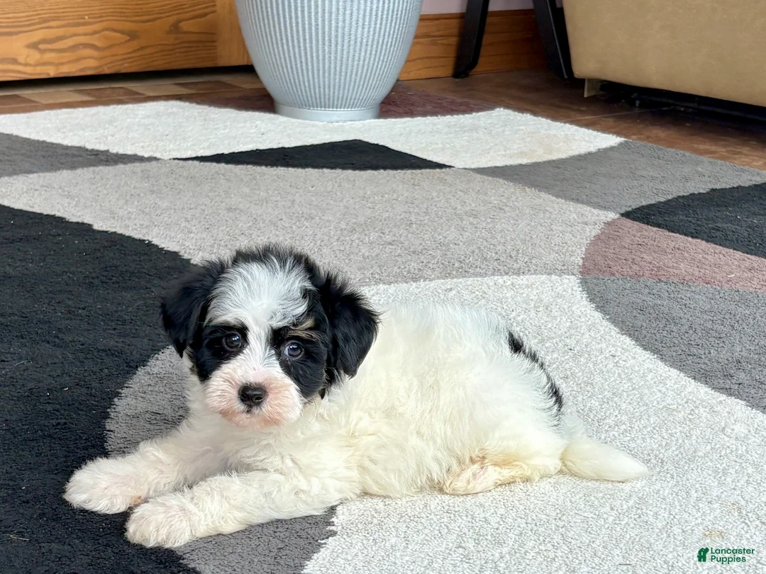 Havapoo dogs for sale: Havapoo boy 2 - Ad 1