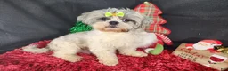 Shih Tzu dogs for sale: Shih Tzu 1 - Ad 4
