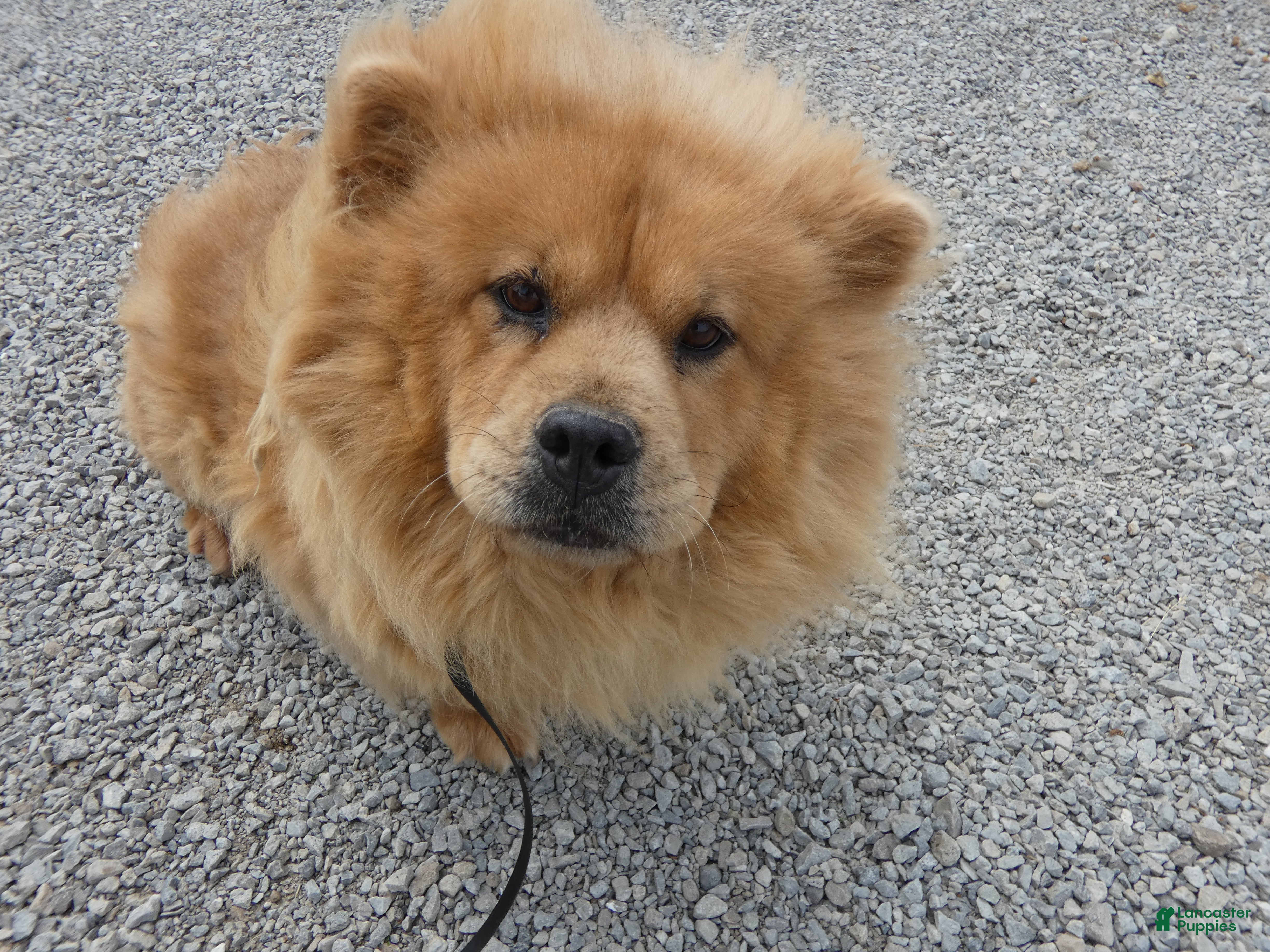 Chow Chow dogs Chow Chow 1 Lulu - Ad 1