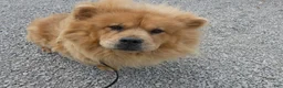 Chow Chow dogs for sale: Chow Chow 1 Lulu - Ad 1