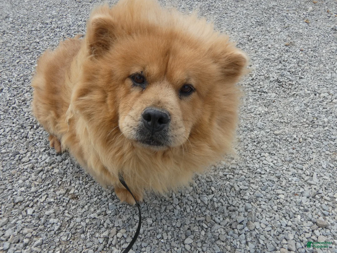 Chow Chow dogs for sale: Chow Chow 1 Lulu - Ad 1