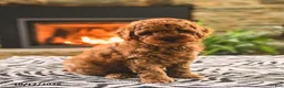Toy Poodle dogs for sale: Buster - Ad 2