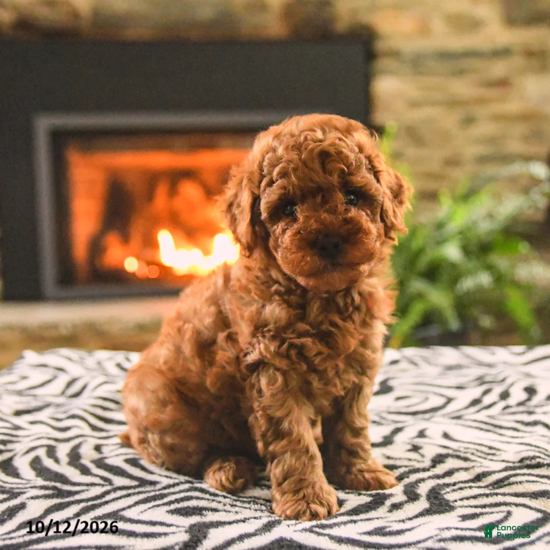 Toy Poodle dogs for sale: Buster - Ad 2