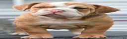 Mixed Breed dogs for sale: Hercules Bulldog hybrid  - Ad 18
