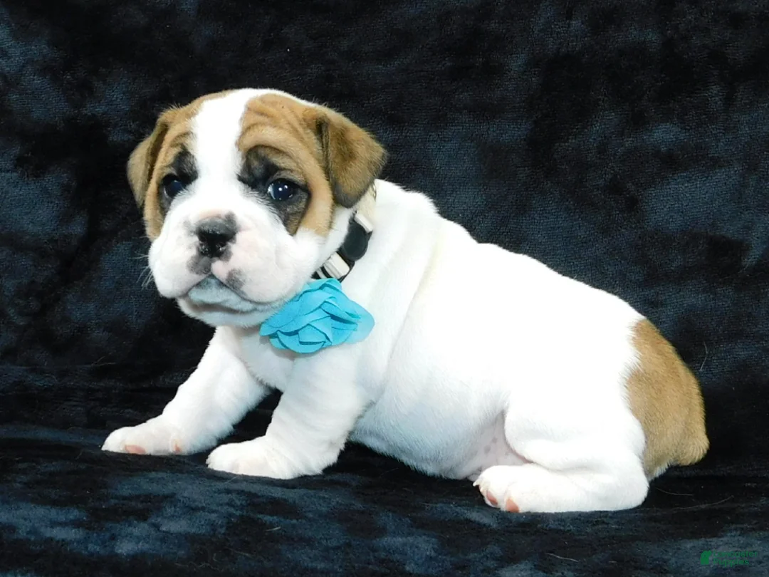 Mixed Breed dogs for sale: Wrinkles - Ad 5