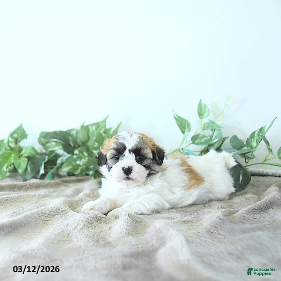 Teddy Bear dogs Mason - Ad 2