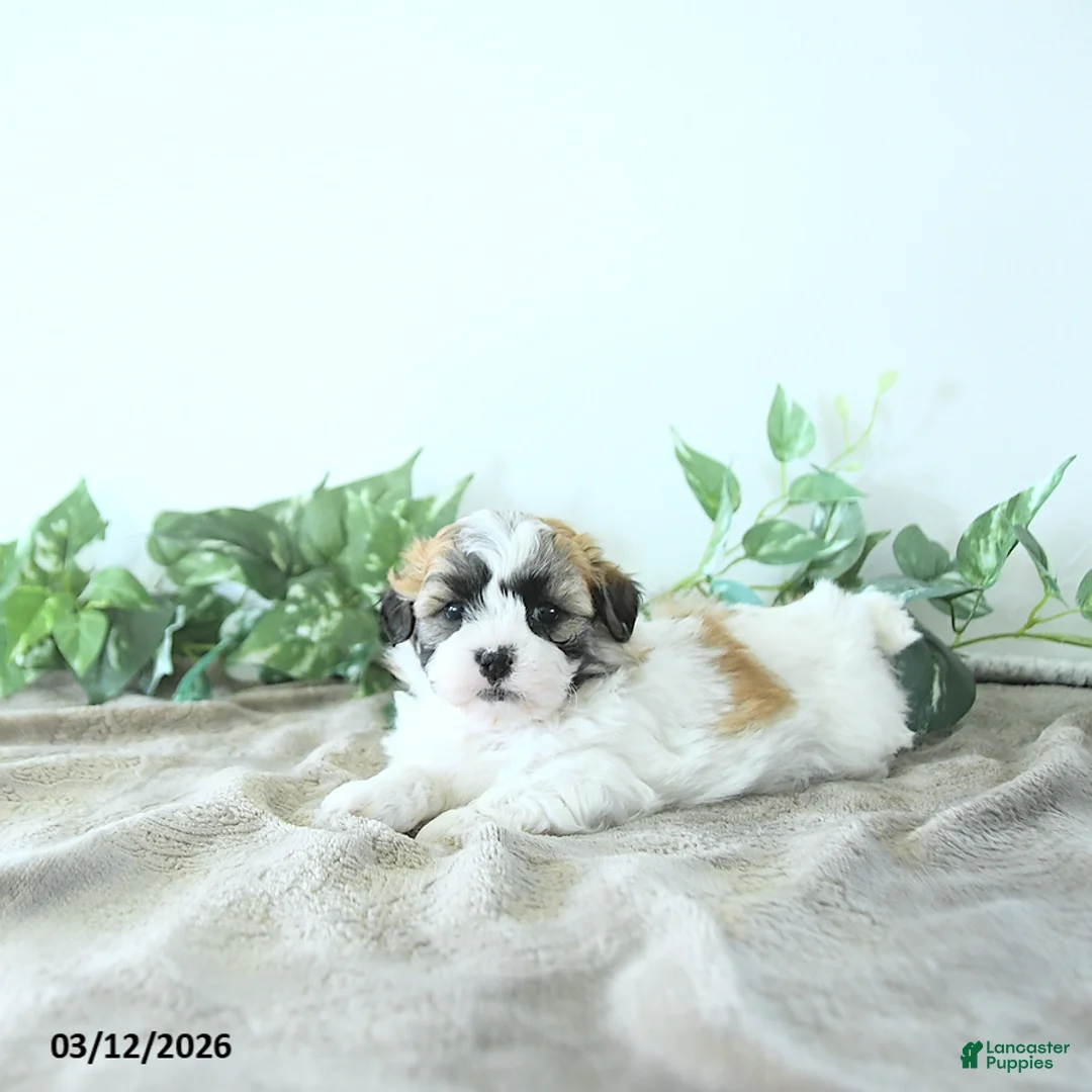 Teddy Bear dogs for sale: Mason - Ad 2