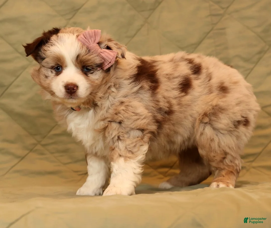 Miniature Australian Shepherd dogs for sale: Callie - Ad 6