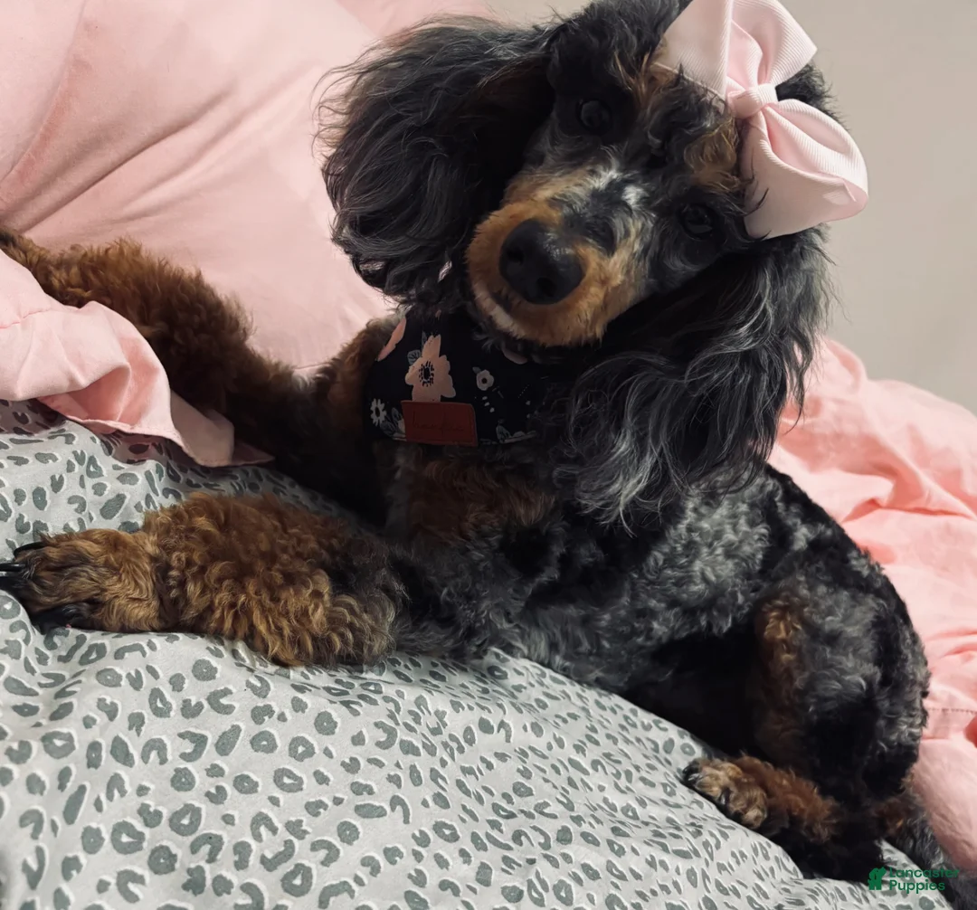 Miniature Poodle dogs for sale: Blue collar “mav” - Ad 2