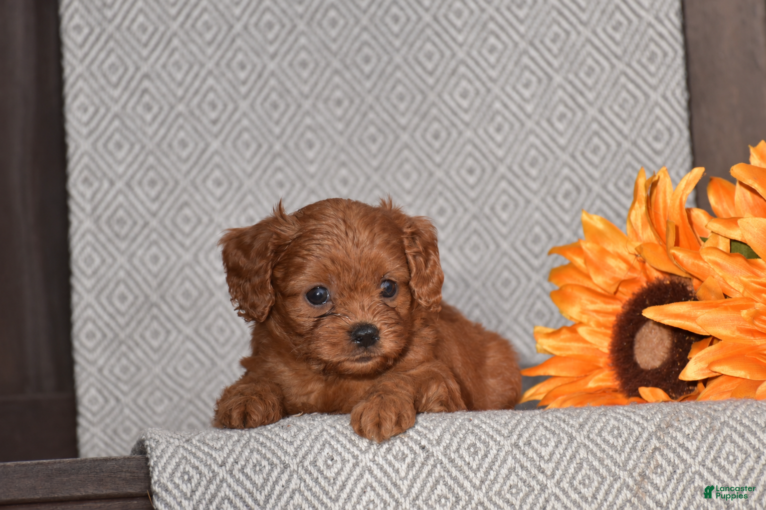Cavapoo dogs Alison - Ad 2