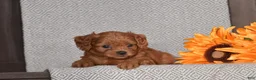 Cavapoo dogs for sale: Alison - Ad 2