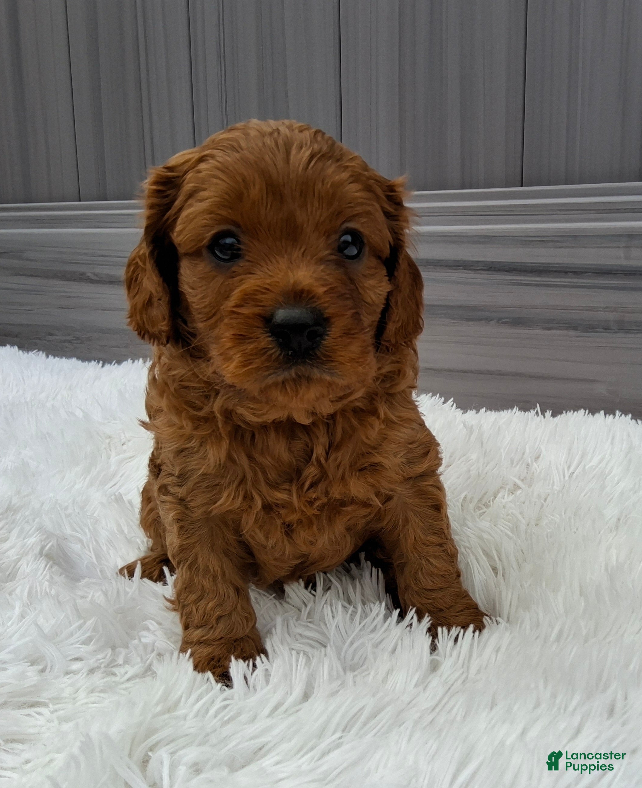 Cavapoo dogs Nash - Ad 1