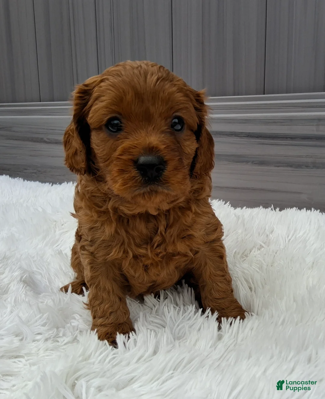 Cavapoo dogs for sale: Nash - Ad 1